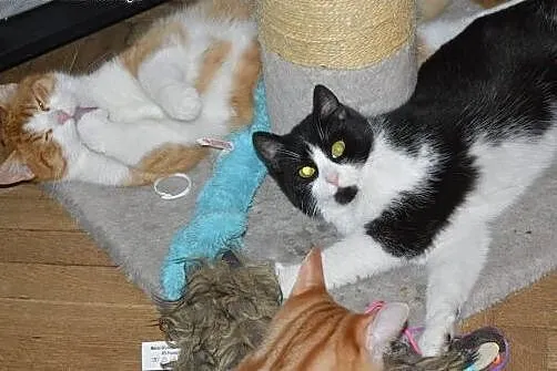 Uroczy rudzielec Gucio poleca się do adopcji,  maz