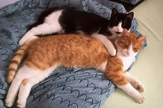 Uroczy rudzielec Gucio poleca się do adopcji,  maz