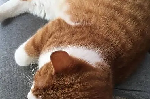 Uroczy rudzielec Gucio poleca się do adopcji,  maz
