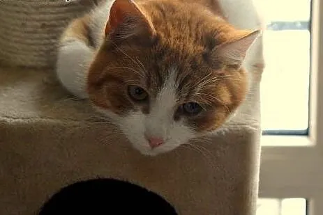 Uroczy rudzielec Gucio poleca się do adopcji,  maz