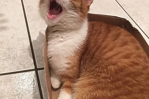 Uroczy rudzielec Gucio poleca się do adopcji,  maz
