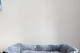 Sprzedam legowiska i zabawki dla kota?psa