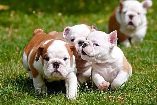 Buldog Angielski szczeniaki dziewczyny i chlopcy dostepny rodowód, Zachodniopomorskie, Koszalin
