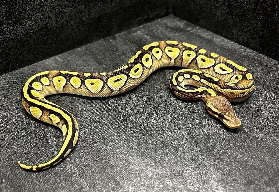 Pyton królewski Mojave pastel, Warmińsko-mazurskie, Pisz