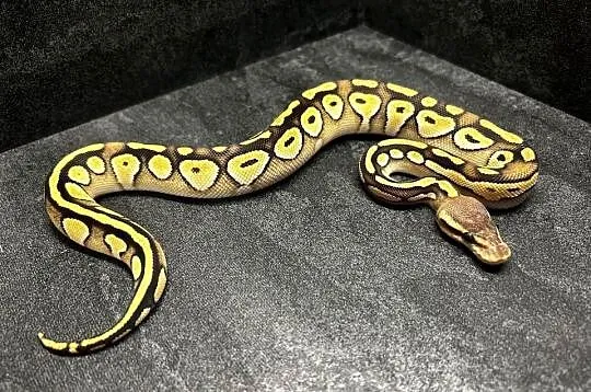 Pyton królewski Mojave pastel, Warmińsko-mazurskie, Pisz
