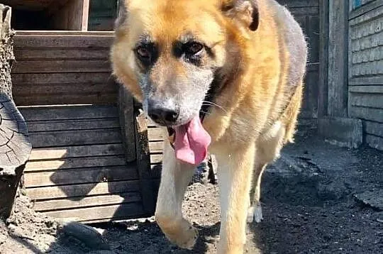 Alex gotowy do adopcji!