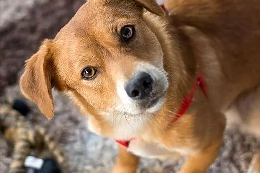 Nex - młody, mały, radosny psiak - do adopcji ,  m