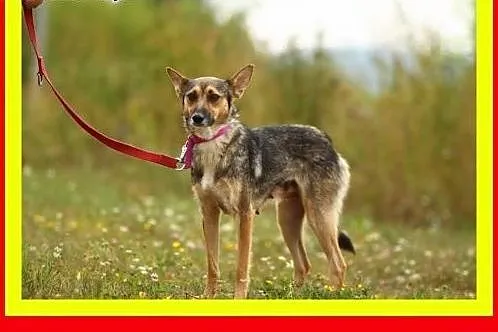 10kg,1.5roku,czujna,przytulaśna,wesoła,milutka,suc
