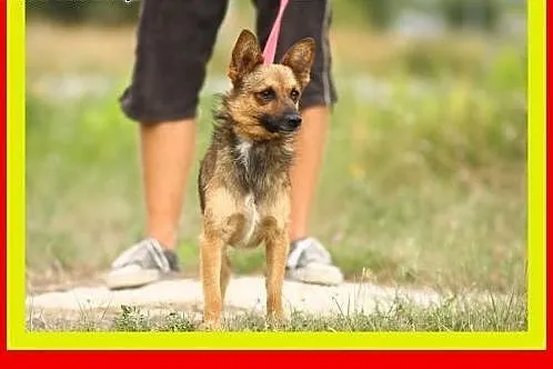10kg,1.5roku,czujna,przytulaśna,wesoła,milutka,suc