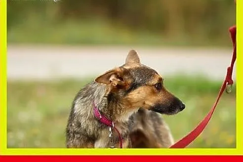 10kg,1.5roku,czujna,przytulaśna,wesoła,milutka,suc