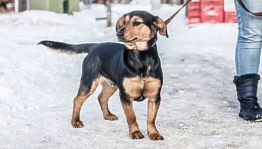 Freak - psie dziecko czeka na domek., śląskie Kat