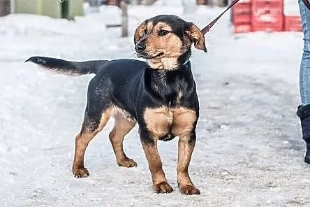 Freak - psie dziecko czeka na domek.,  śląskie Kat
