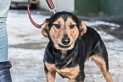 Freak - psie dziecko czeka na domek.,  śląskie Kat