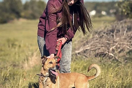 Bruno-mądry, 3-letni psiak szuka domu!, Śląskie, Częstochowa