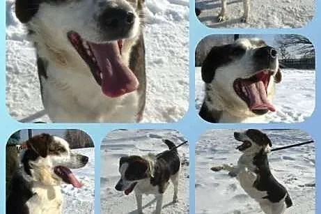 SCOOBY czeka na dom!,  mazowieckie Warszawa