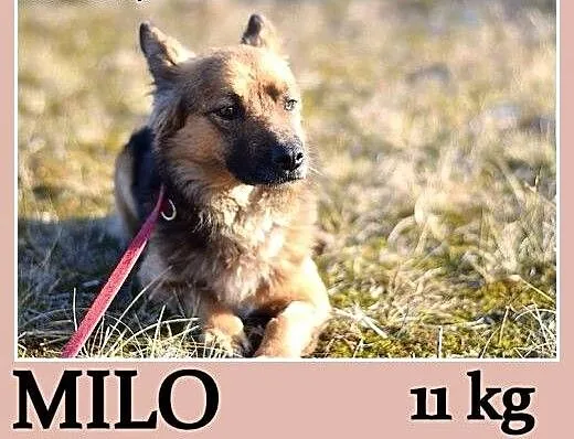 11 kg, wesoły,sympatyczny,przyjazny,łagodny pies