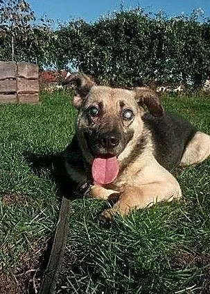 Mikołaj poleca się do adopcji!, Śląskie, Katowice