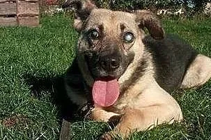 Mikołaj poleca się do adopcji!, Śląskie, Katowice