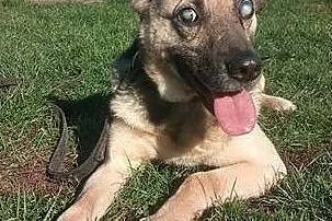 Mikołaj poleca się do adopcji!, Śląskie, Katowice