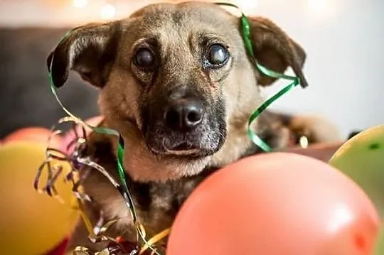 Mikołaj poleca się do adopcji!, Śląskie, Katowice