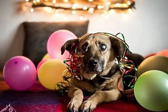 Mikołaj poleca się do adopcji!, Śląskie, Katowice