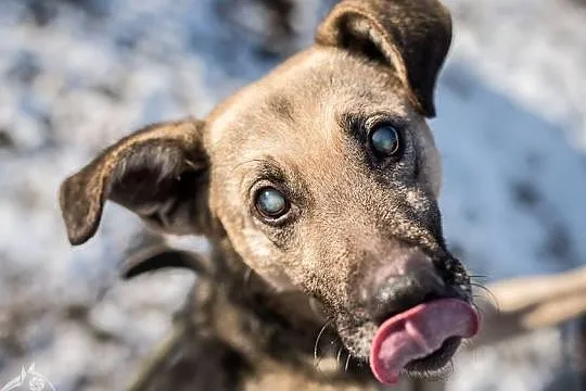 Mikołaj poleca się do adopcji!, Śląskie, Katowice