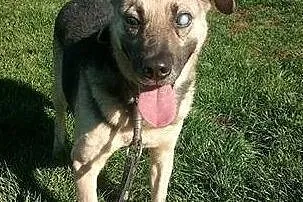 Mikołaj poleca się do adopcji!, Śląskie, Katowice
