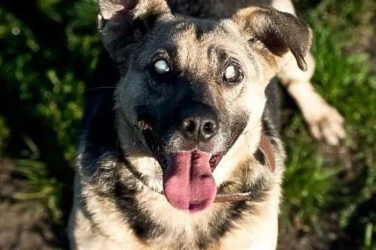 Mikołaj poleca się do adopcji!, Śląskie, Katowice