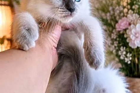 Piękne kocurki Ragdoll z rodowodem i wyprawką, Łódzkie, Łódź