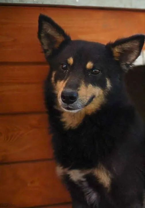Majki – młody, delikatny, subtelny psiak