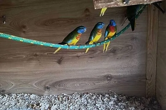 Łąkówki Wspaniałe