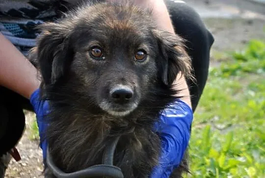 FADO uroczy bezkonfliktowy piesek tak BARDZO tęskni za domem