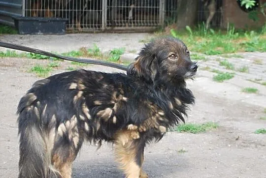 FADO uroczy bezkonfliktowy piesek tak BARDZO tęskn