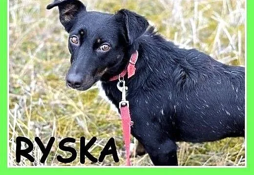 7 kg, 1 rok, jamnik mix,delikatna,łagodna suczka R