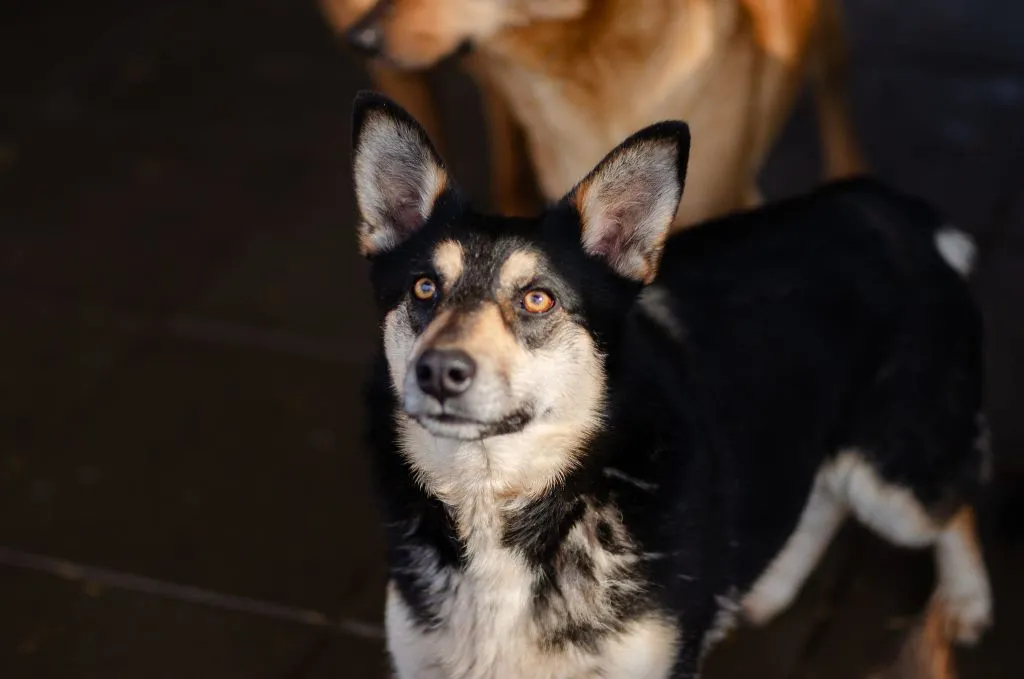 Foxi - nieduża, młoda, łagodna sunia!, , Olsztyn