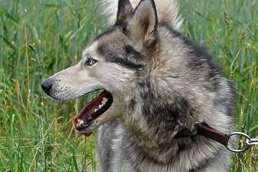 Ałtaj - psiak w typie siberian husky szuka prawdzi