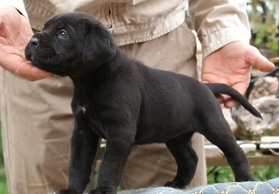 Piękne szczenięta Cane Corso
