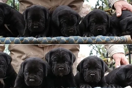 Piękne szczenięta Cane Corso