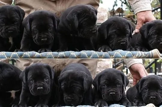 Piękne szczenięta Cane Corso