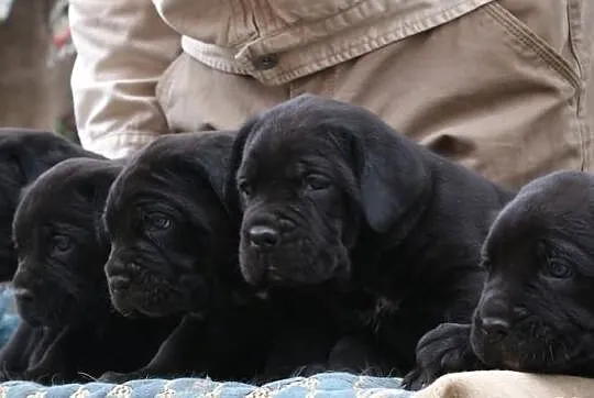 Piękne szczenięta Cane Corso