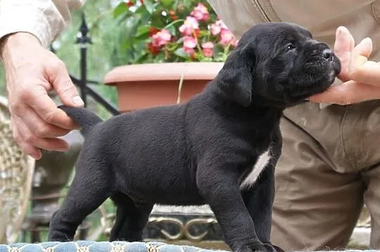 Piękne szczenięta Cane Corso