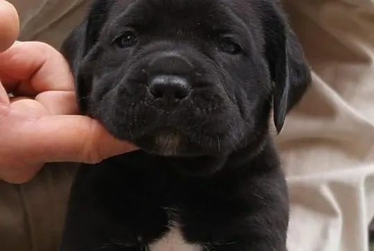 Piękne szczenięta Cane Corso