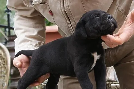 Piękne szczenięta Cane Corso