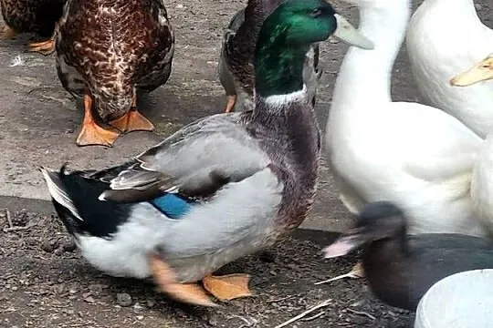 Kaczki ruańskie, Lubuskie, Dąbrowa