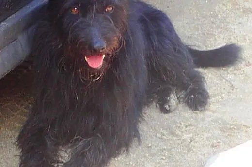 Murzynek - kochany szorściak do adopcji ,  Kundelk