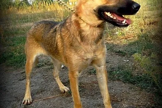 Fajny SNIKERS czeka na swój dom,  Kundelki cała Polska