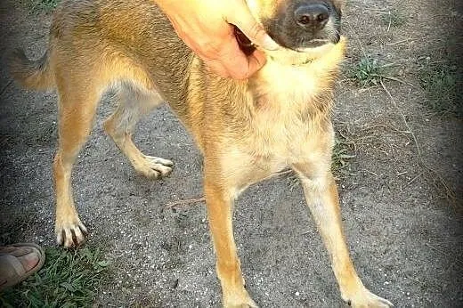 Fajny SNIKERS czeka na swój dom,  Kundelki cała Po