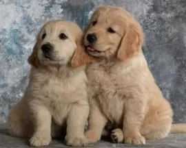 ✨???? Piękne szczenięta Golden Retriever dostępne na sprzedaż????✨
