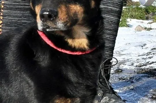 PIKUŚ-niewielki bardzo przyjazny młody psiak-szuka domu po śmierci właściciela, Małopolskie, Kraków