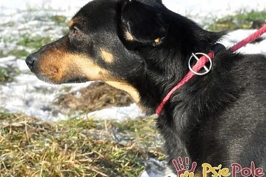 PIKUŚ-niewielki bardzo przyjazny młody psiak-szuka domu po śmierci właściciela, Małopolskie, Kraków